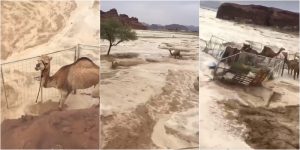 น้ำท่วมไหลเชี่ยวในทะเลทรายซาอุฯ ฝูงอูฐหนีตาย